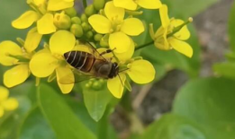 蜜蜂采蜜视频,大自然的甜蜜劳作